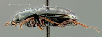 Media type: image;   Entomology 33028 Aspect: habitus lateral view